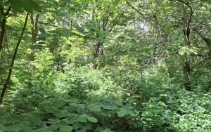 Foto działki (11)