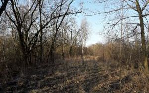 widok nieruchomości (4)
