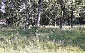 WIDOK 4 Działka inwestycyjna Sosnowiec, ul. Okulickiego 