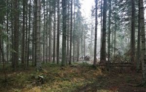 Kompleks leśny świerkowo - sosnowy sąsiedujący z nieruchomością od północy i zachodu